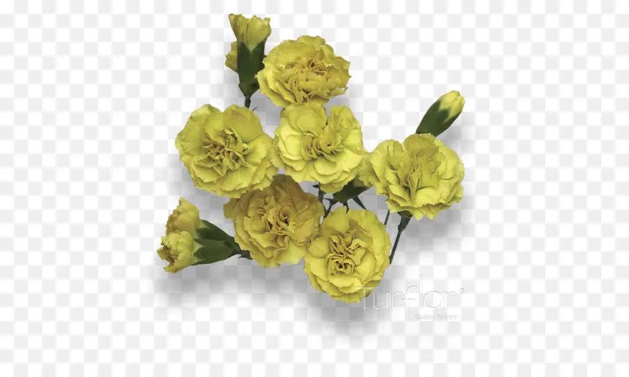 Oeillets Jaunes，Bouquet PNG