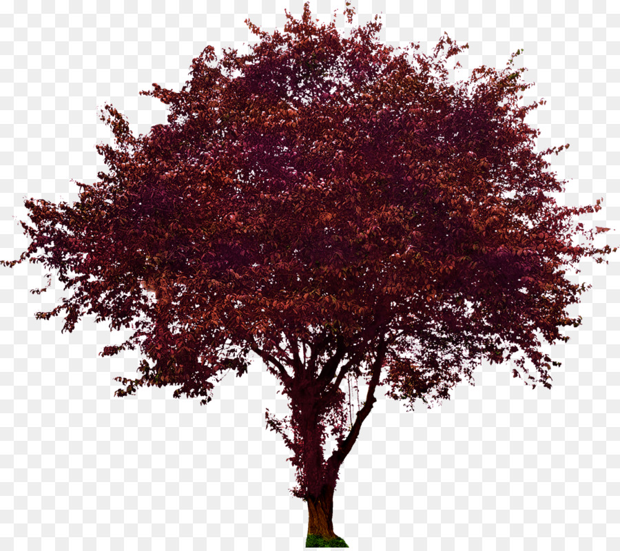 Arbre，Télécharger PNG