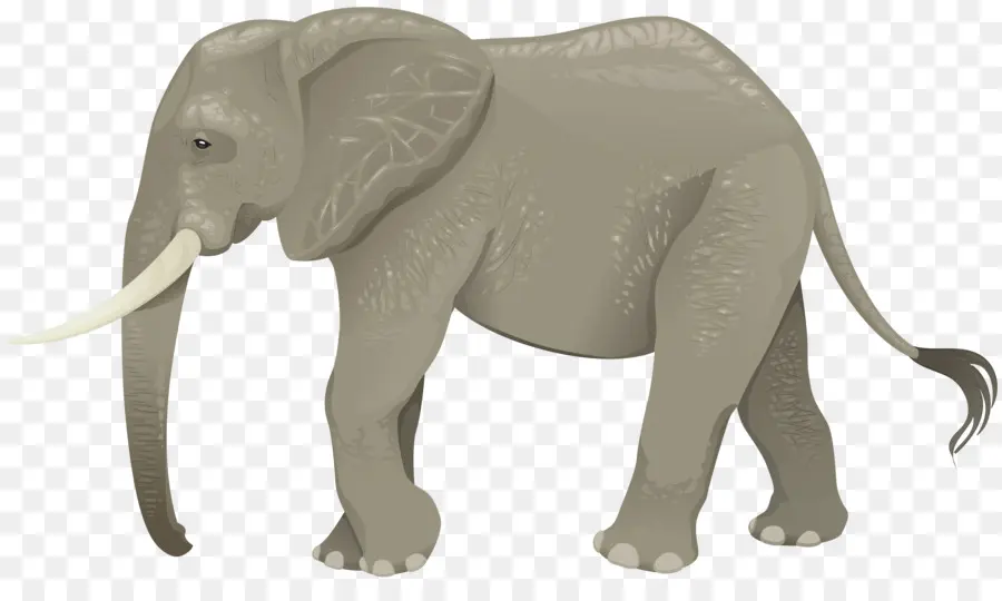 L'éléphant，L'éléphant D'afrique PNG