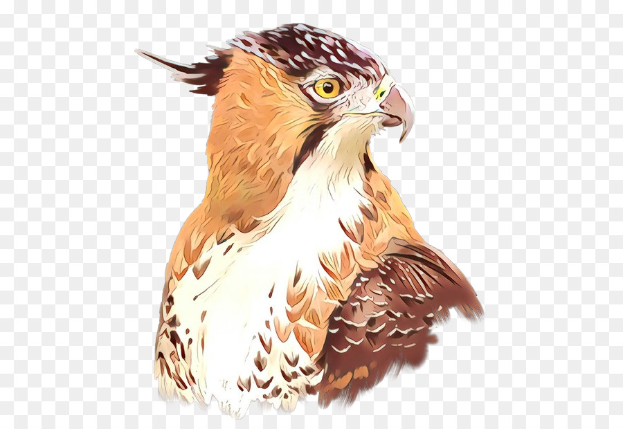 Hawk，Chouette PNG