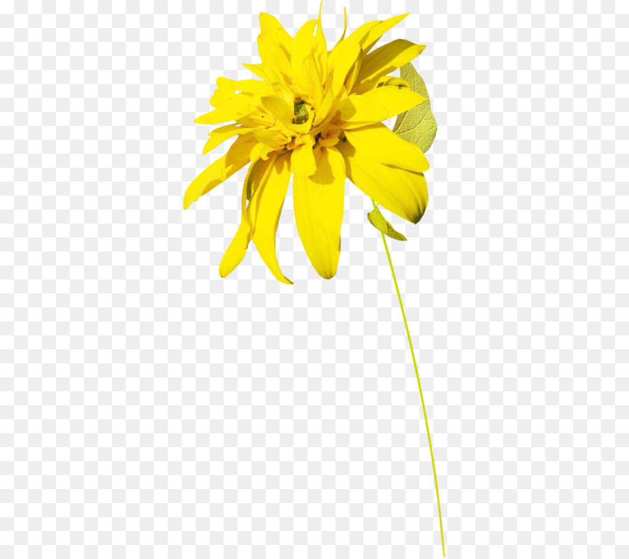 Fleur Jaune，Usine PNG