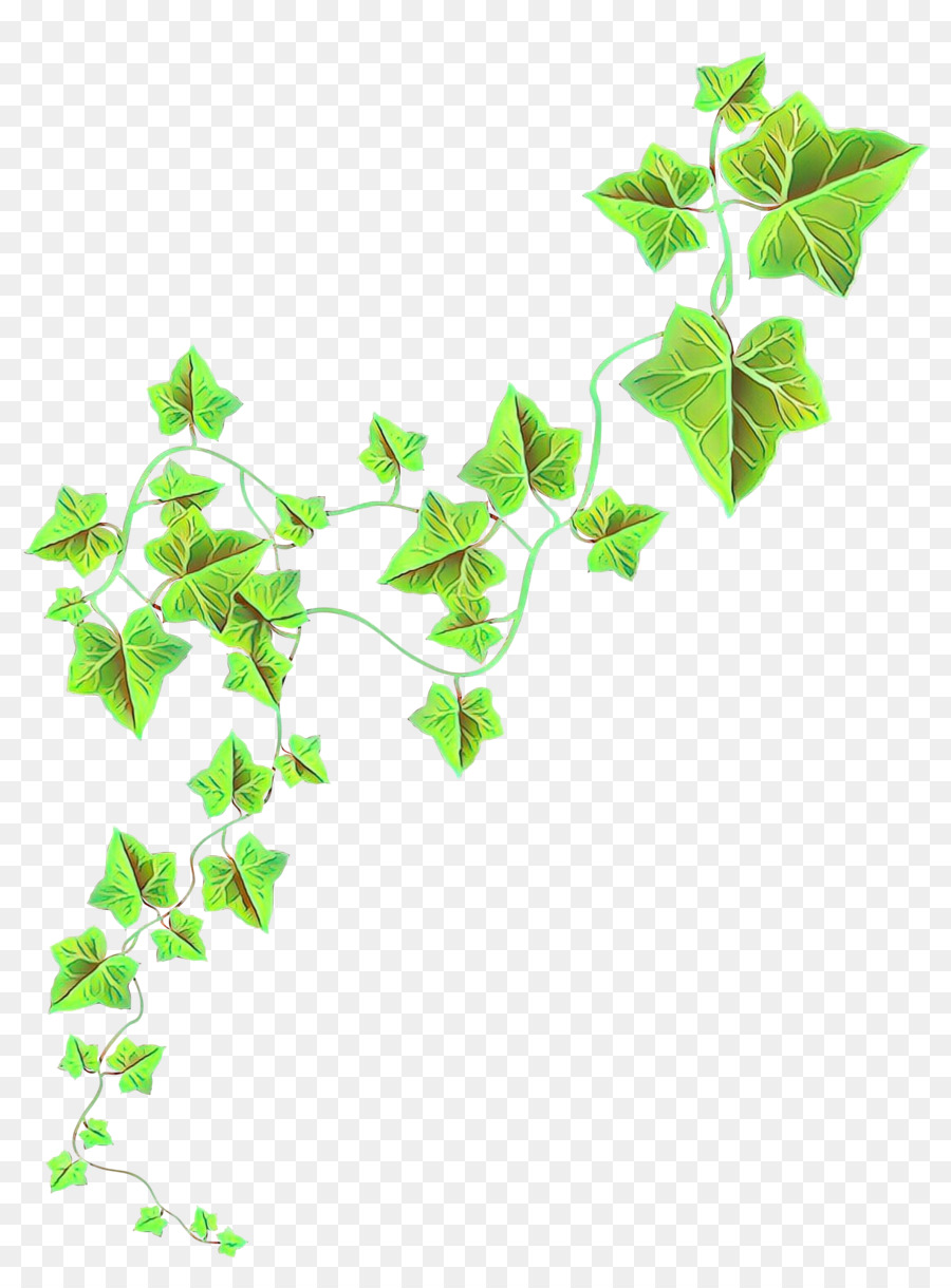 Lierre Vert，Feuilles PNG