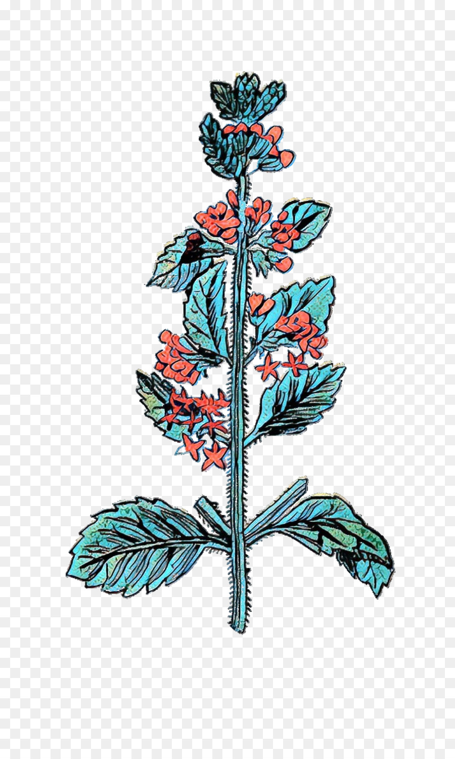 Plante à Fleurs，Feuilles PNG