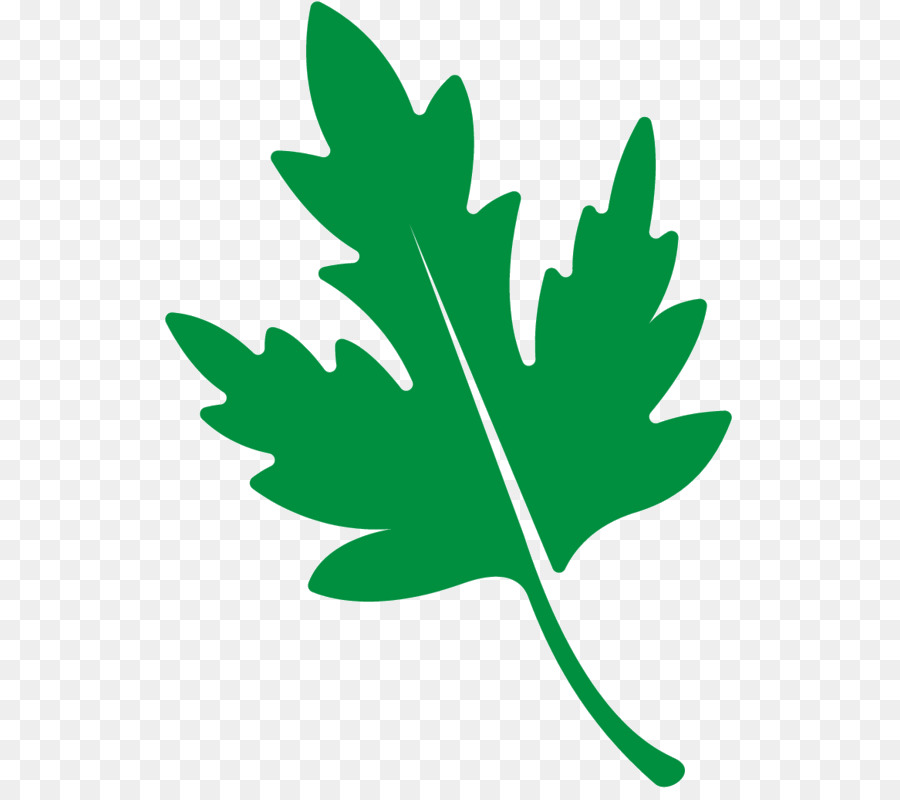 Contour De La Feuille，Feuille PNG