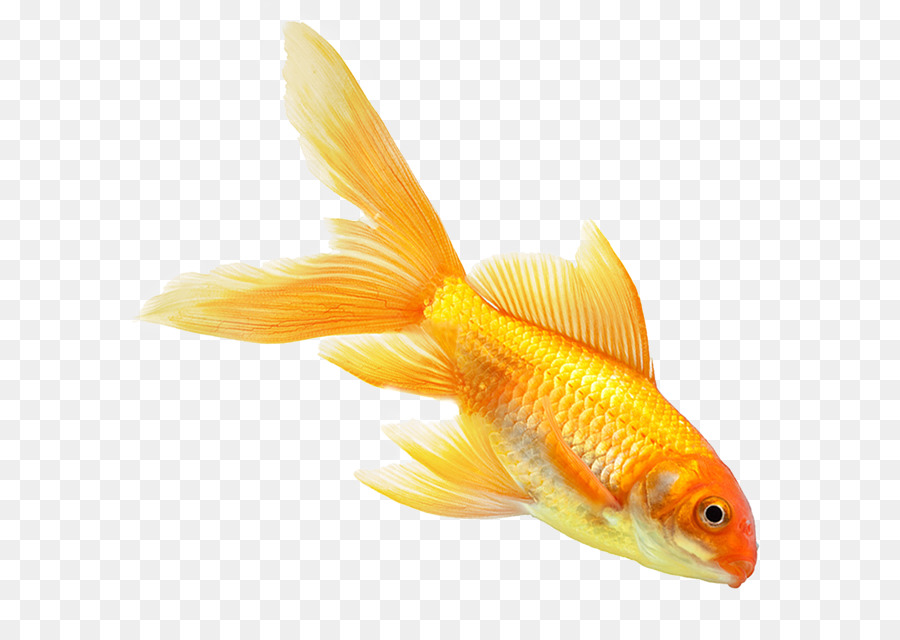 Poissons Tropicaux，Aquatique PNG