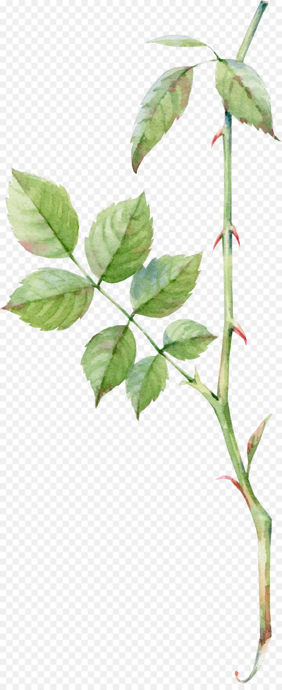 Plante Verte，Feuille PNG