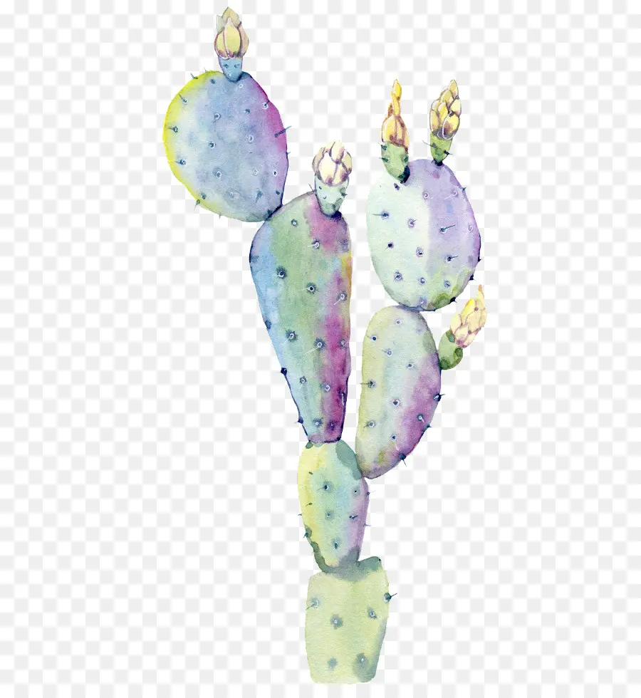 Cactus，Aquarelle PNG