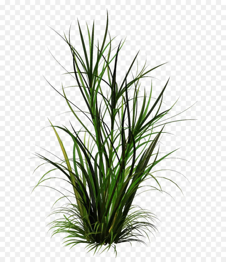 Plante Verte，Feuilles PNG