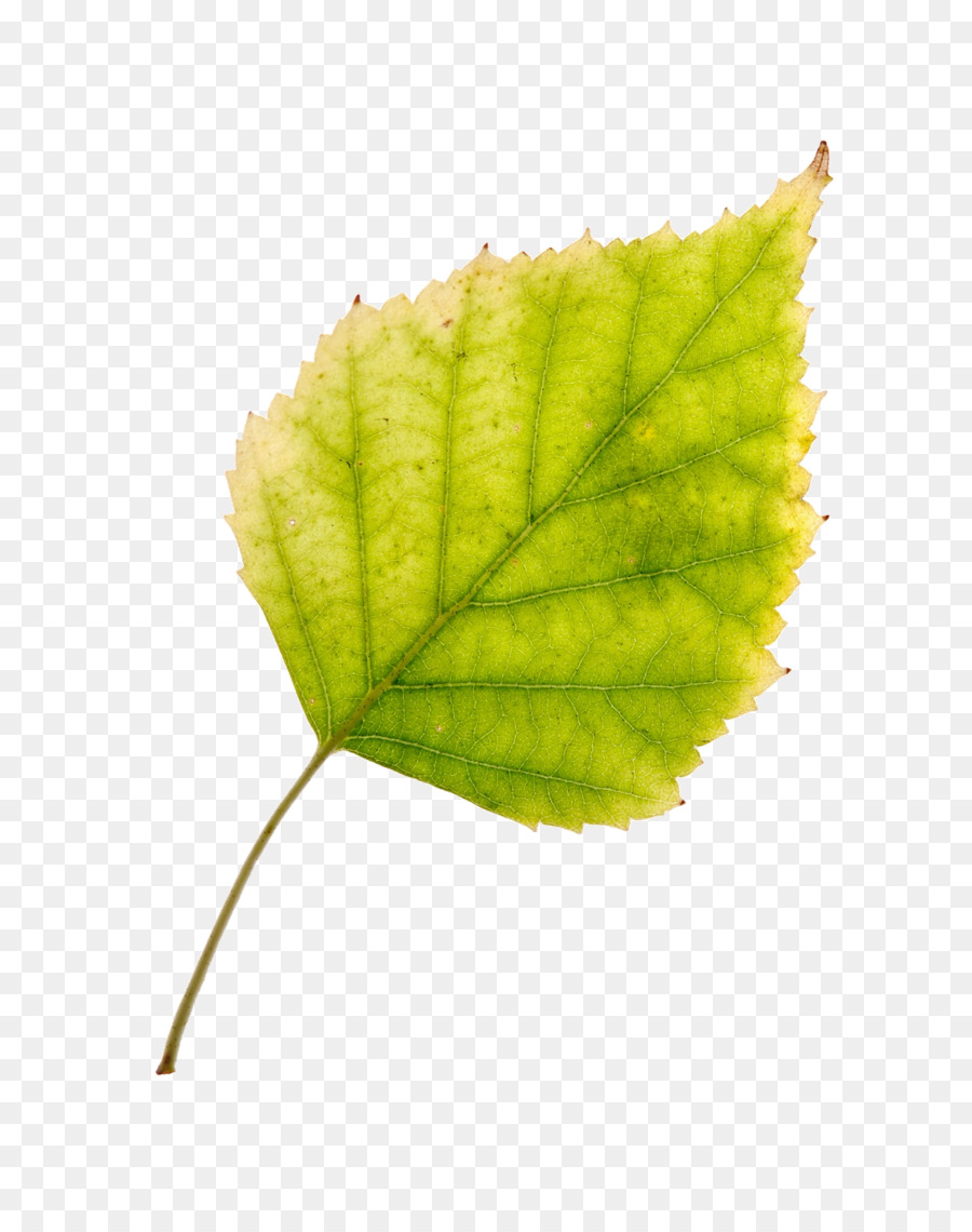 Feuille，Michigan PNG