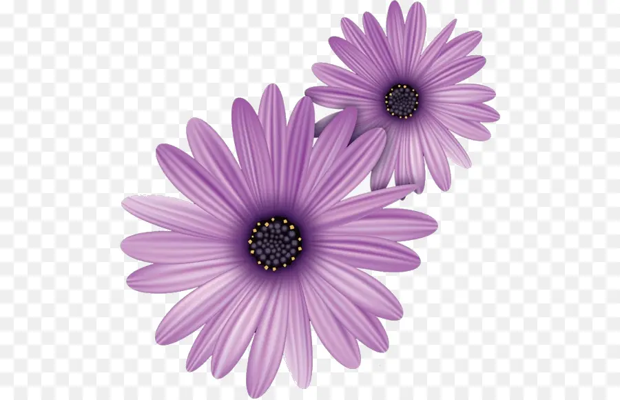 Fleur Violette，Fleurir PNG