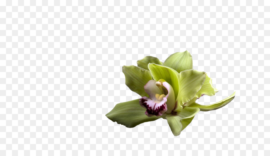 Orchidée，Usine PNG