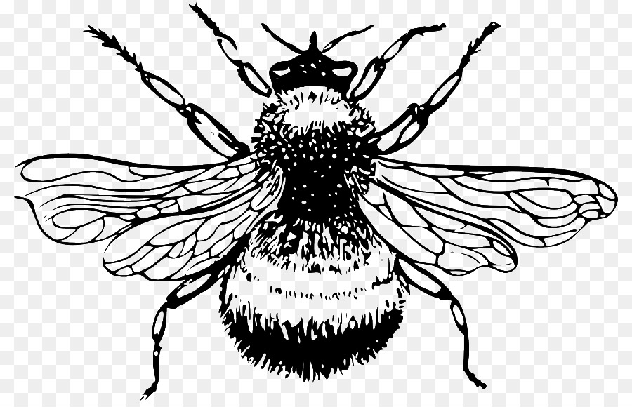 Abeille，Insecte PNG