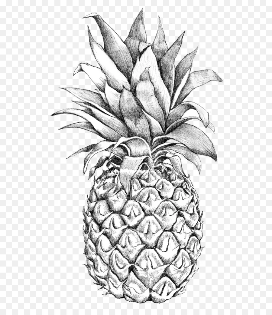 Croquis D'ananas，Tropical PNG