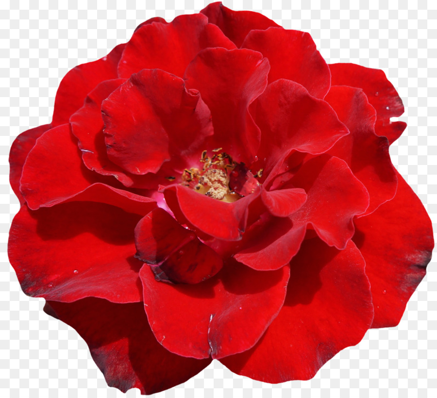 Rose，Floraison PNG