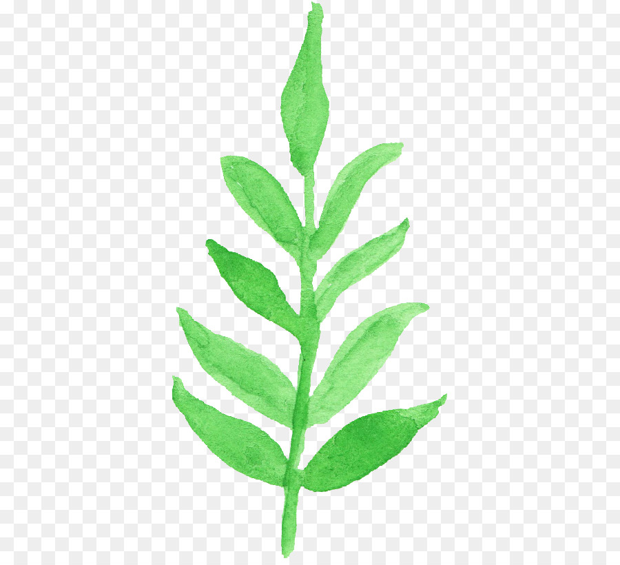 Feuille Verte，Usine PNG