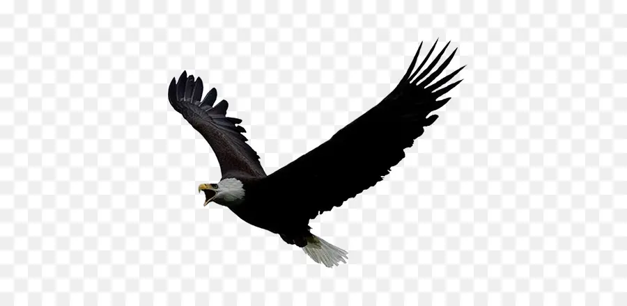 Aigle Volant，Ailes PNG