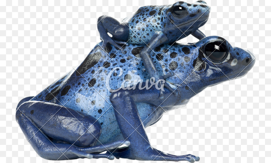 Grenouille，Bleu Poison Dart Frog PNG