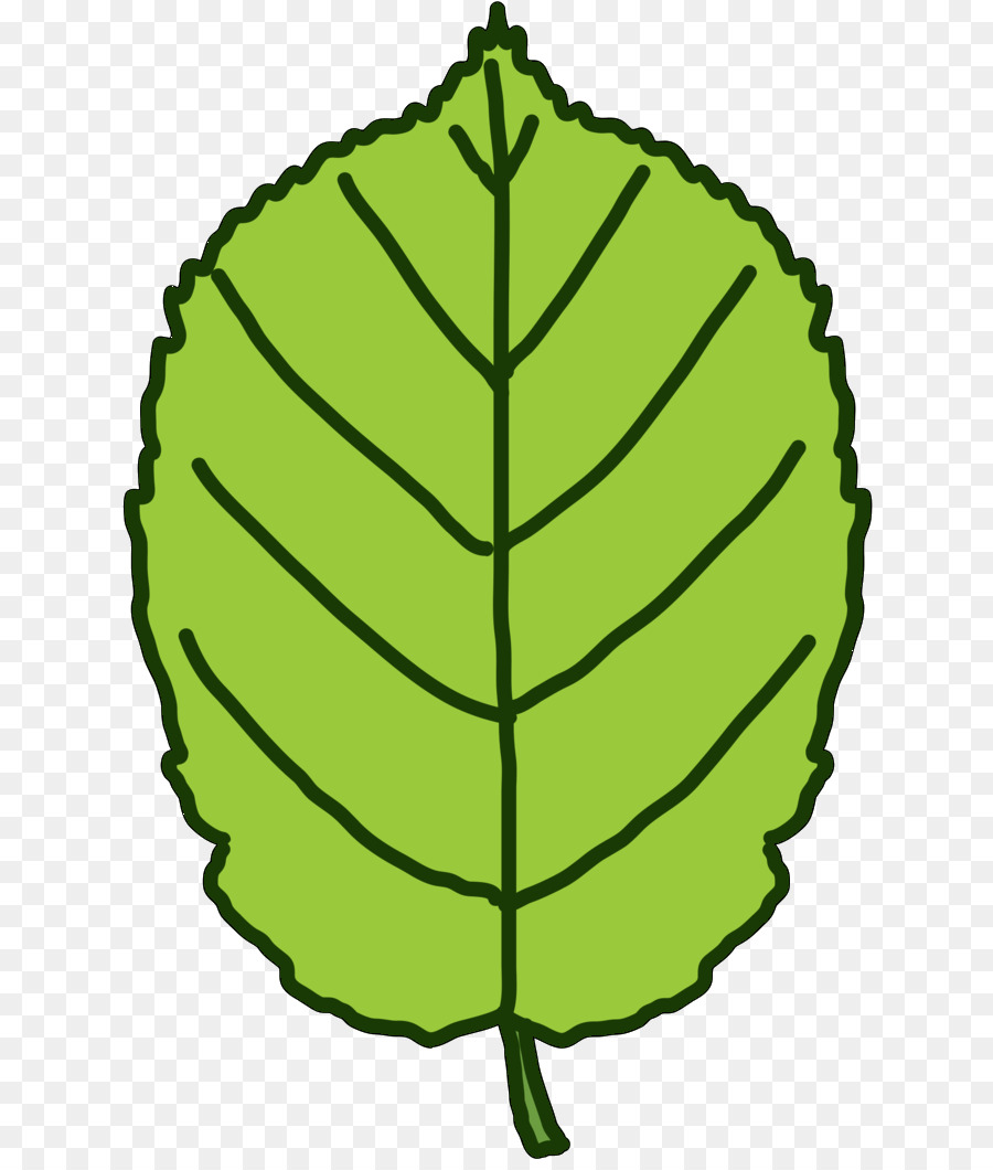 Feuille Verte，Usine PNG