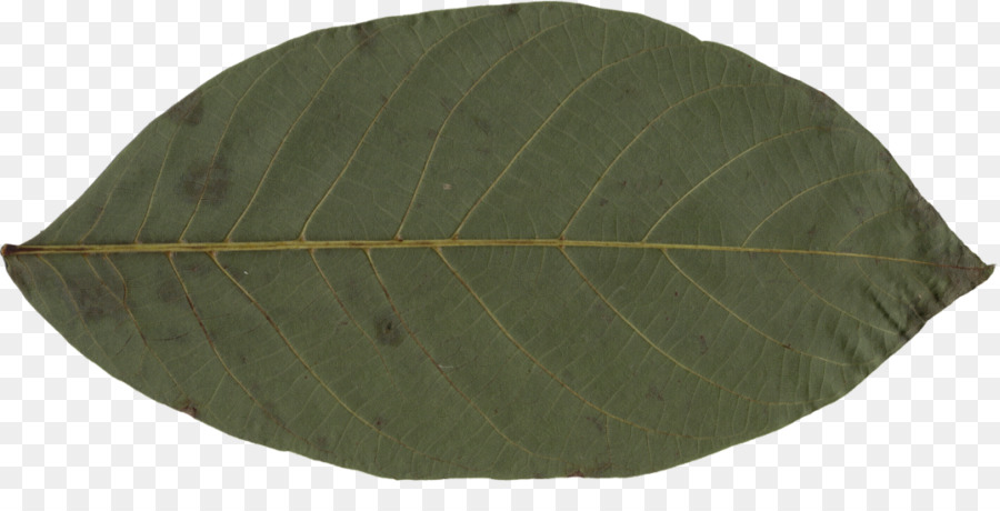 Feuille，Plante PNG