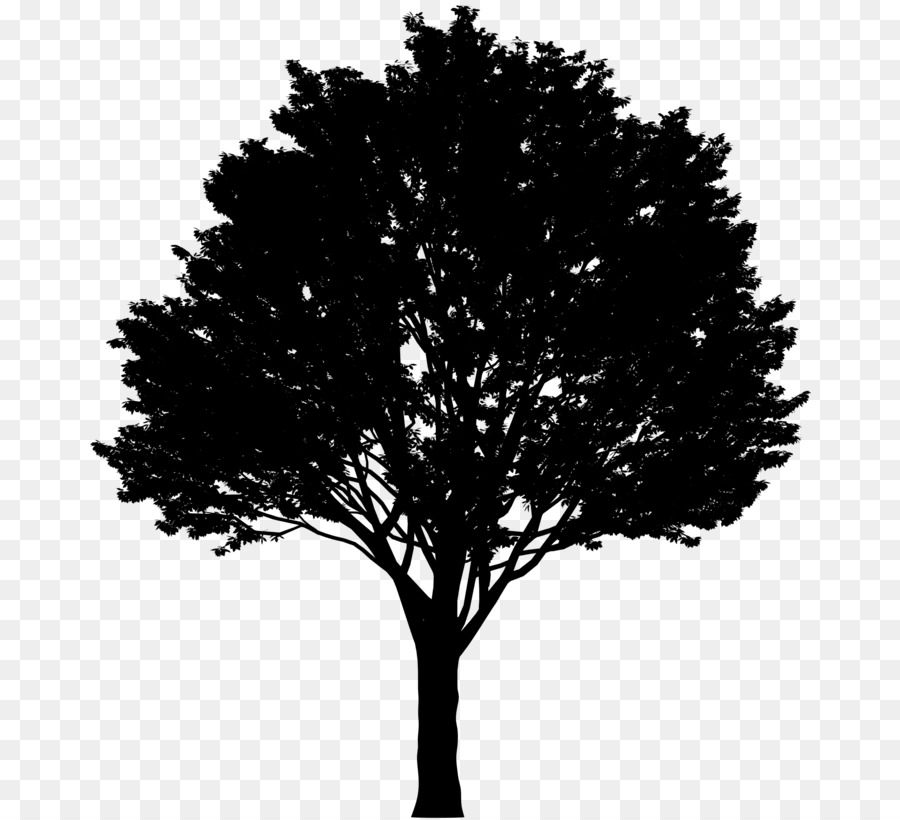 Arbre，Silhouette PNG