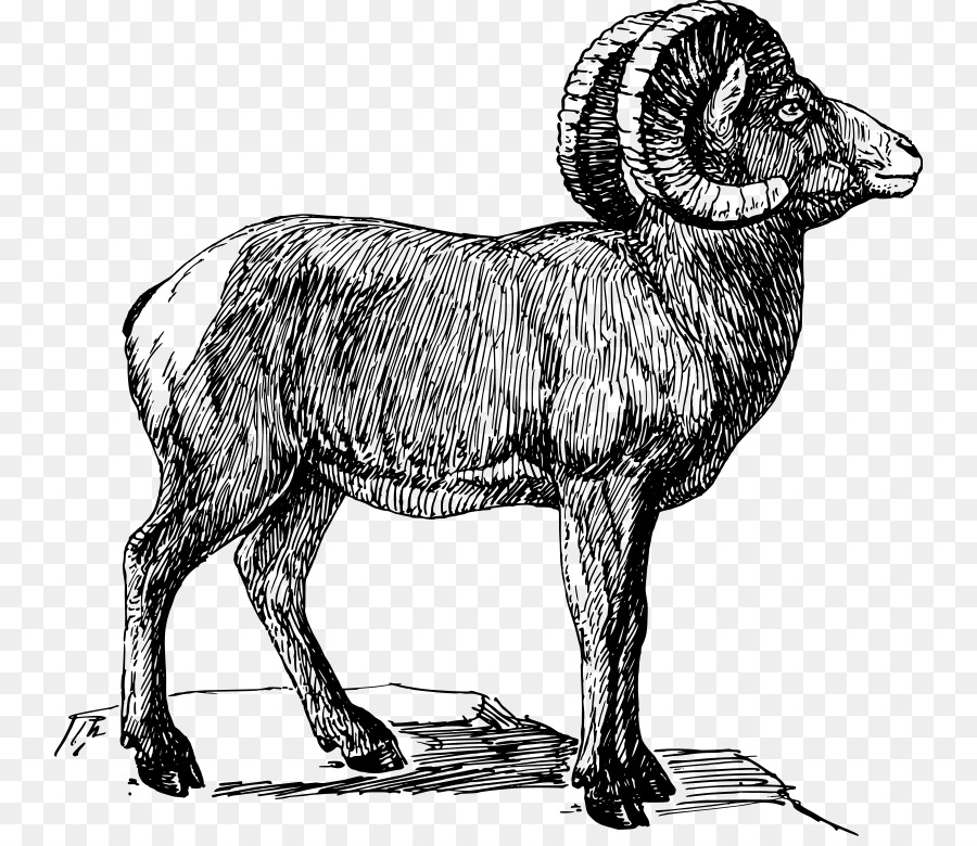 Le Mouflon D'amérique，Dessin PNG