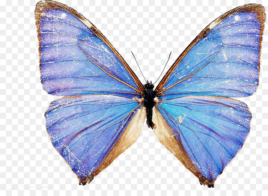 Papillon，Papillon De Paon PNG