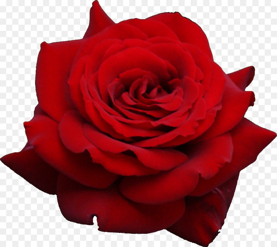 Rose Rouge，Fleurir PNG