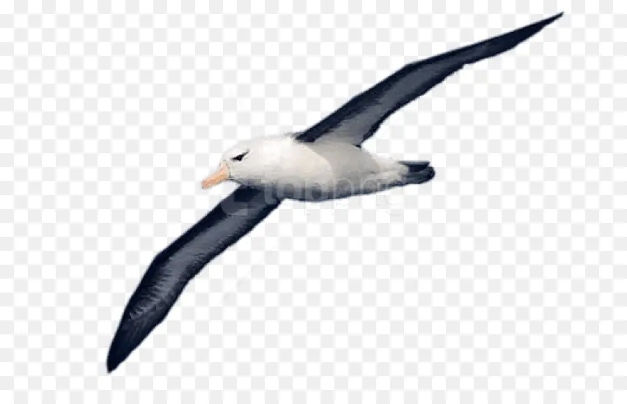 Albatros，Oiseau PNG