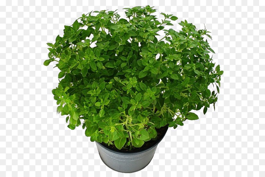 Plante En Pot，Verdure PNG