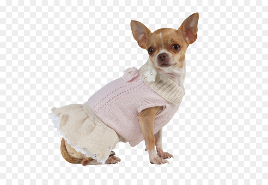 Chihuahua，Chien PNG