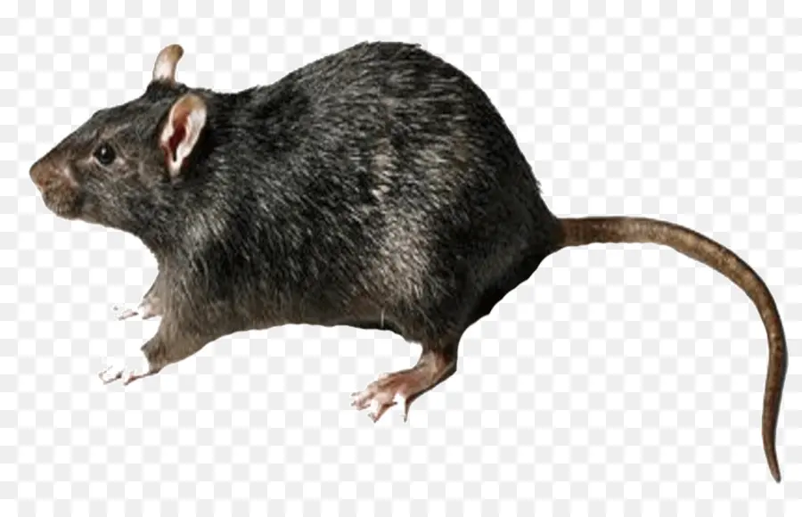 Les Rongeurs，Rat Brun PNG