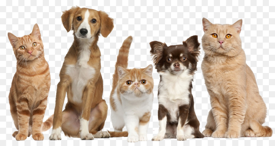 Chats Et Chiens，Animaux De Compagnie PNG