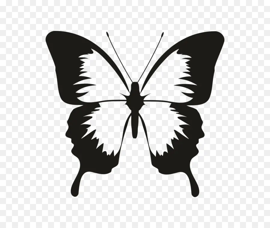 Papillon，Silhouette PNG