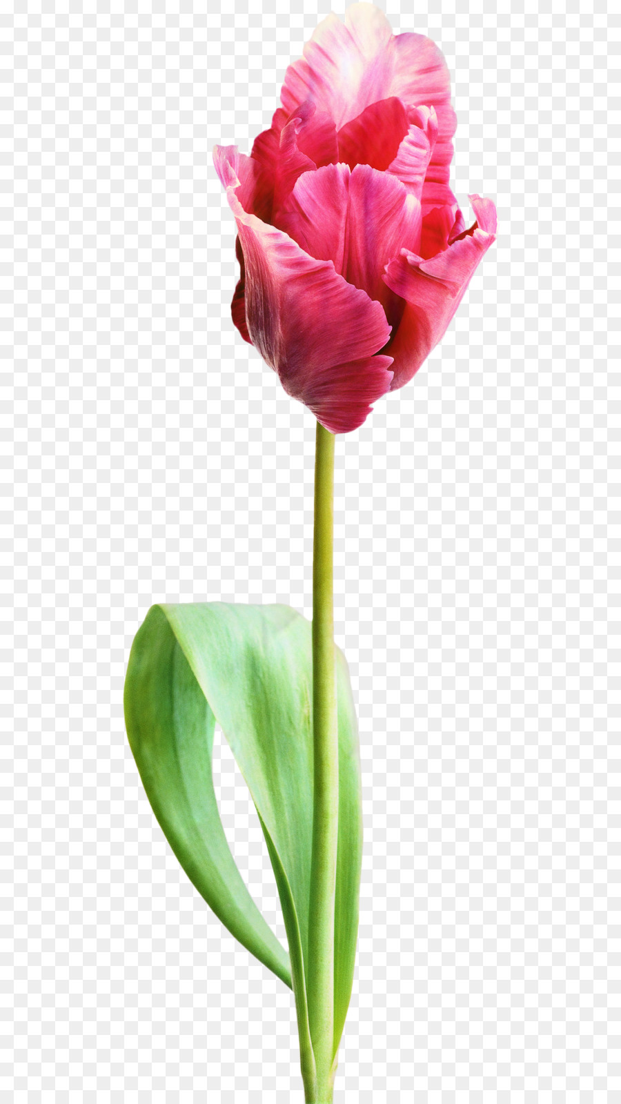 Tulipe Violette，Tige PNG