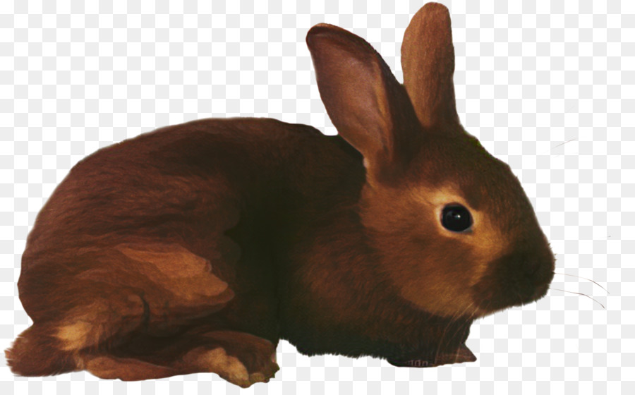 Lapin，Oreilles PNG