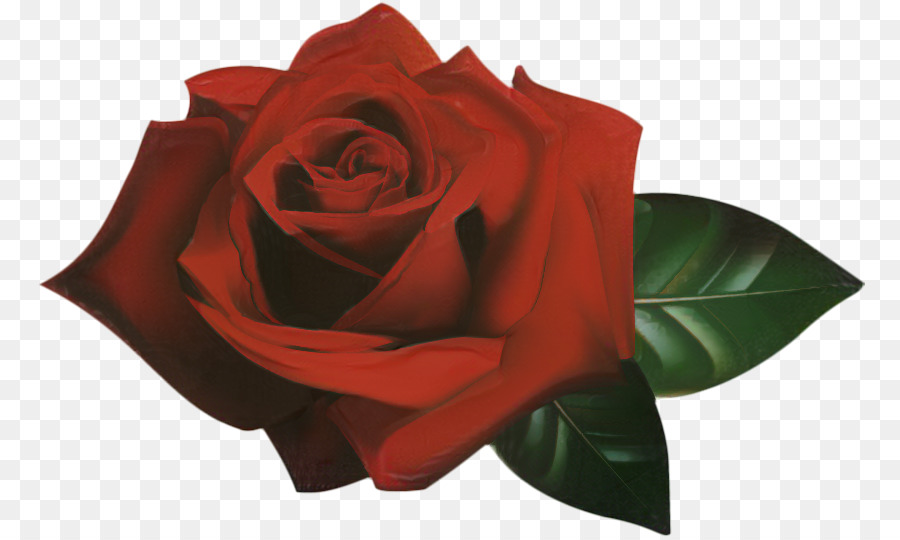 Rose Rouge，Fleurir PNG