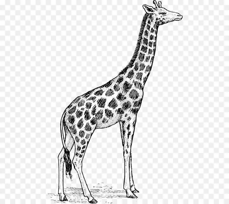 Girafe，Dessin PNG