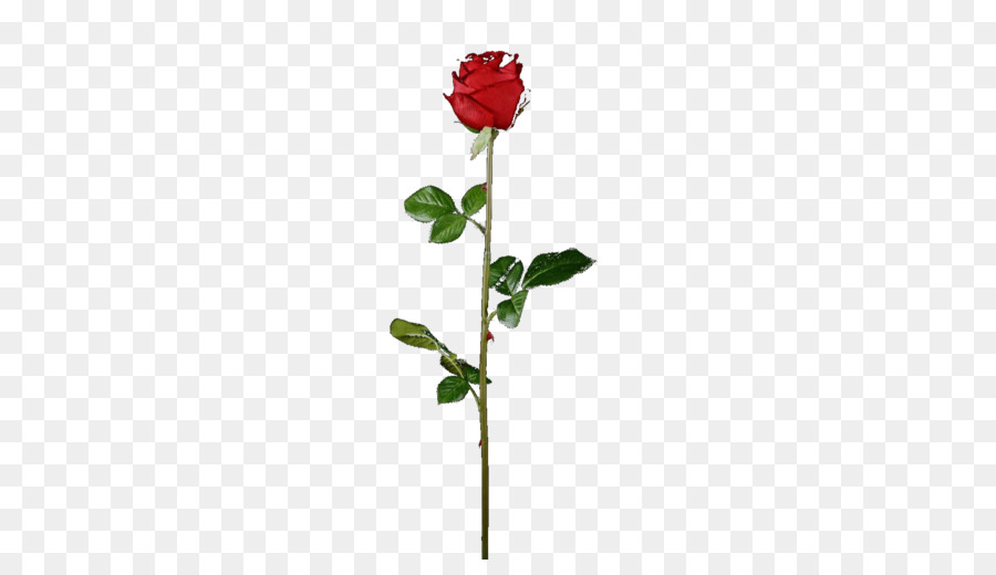 Rose Rouge，Usine PNG