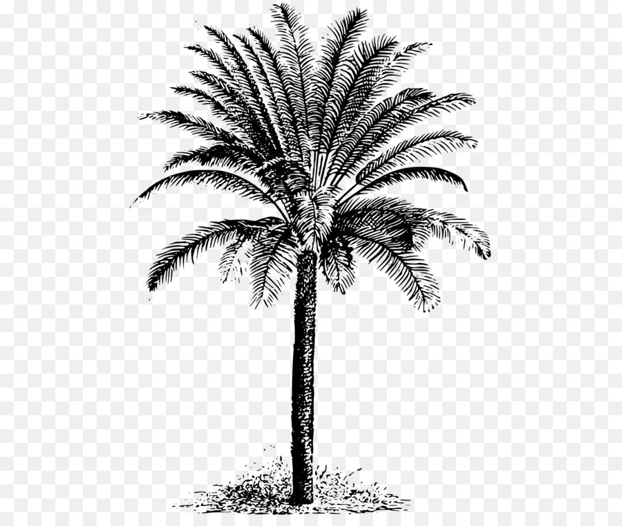 Les Palmiers，Arbre PNG