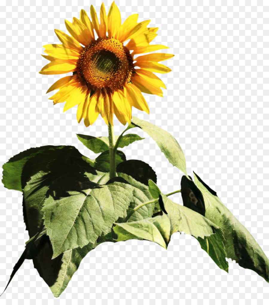 Tournesol Jaune，Feuilles Vertes PNG