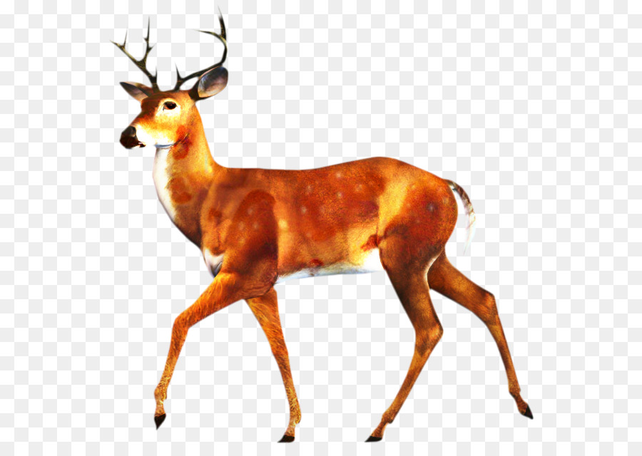 Cerf，La Photographie De Stock PNG