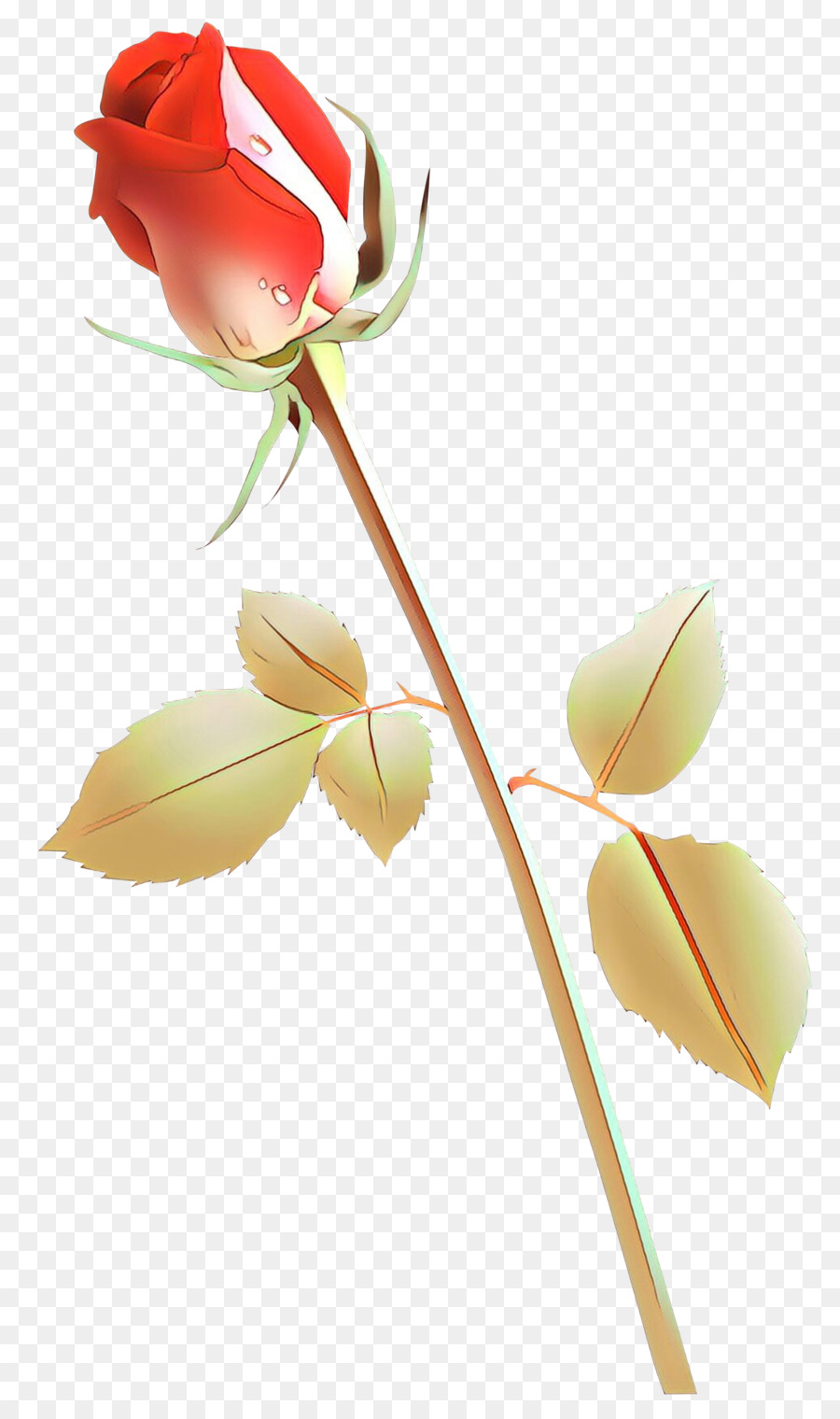 Boutons De Roses，Fleurs PNG