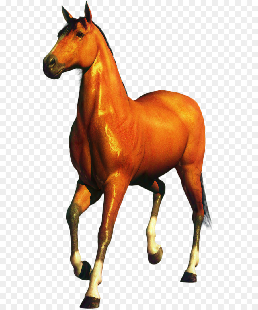 Cheval，équidé PNG