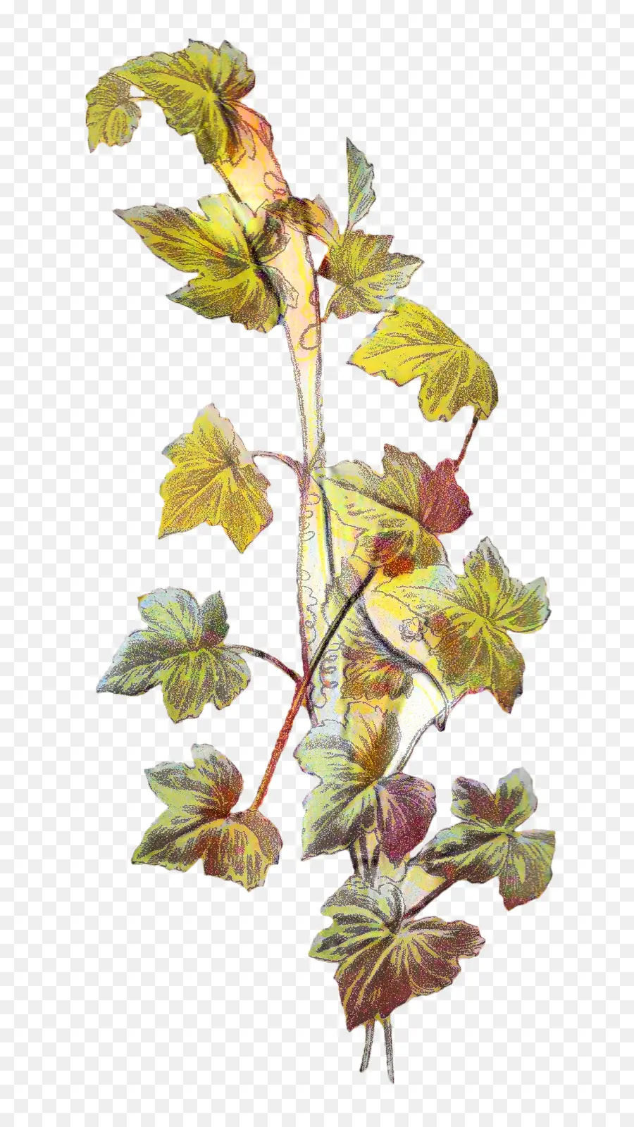 Feuilles，Usine PNG