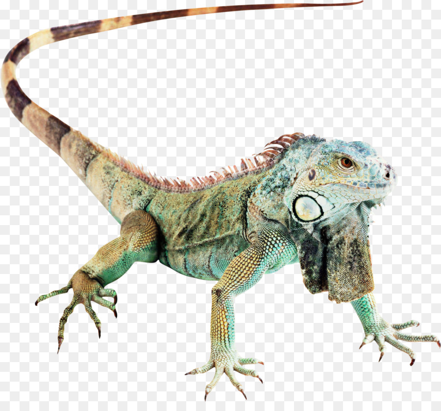 Iguane Vert，Lézard PNG