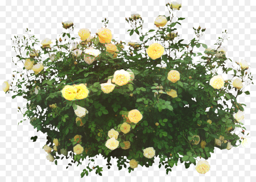 Roses Jaunes，Fleurs PNG