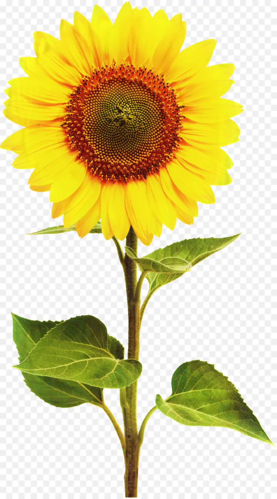 Tournesols，Jaune PNG