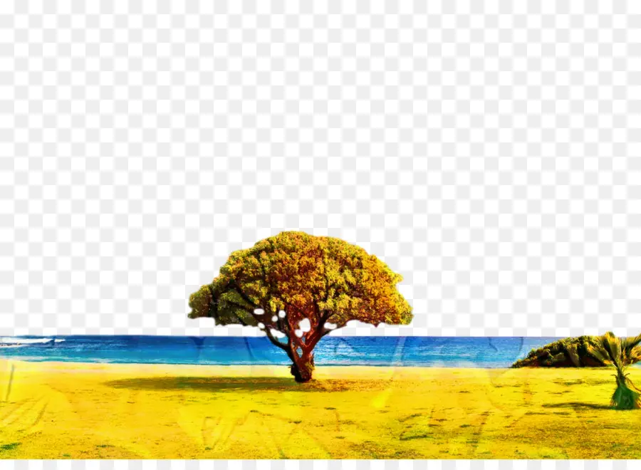 Arbre Au Bord De La Mer，Plage PNG