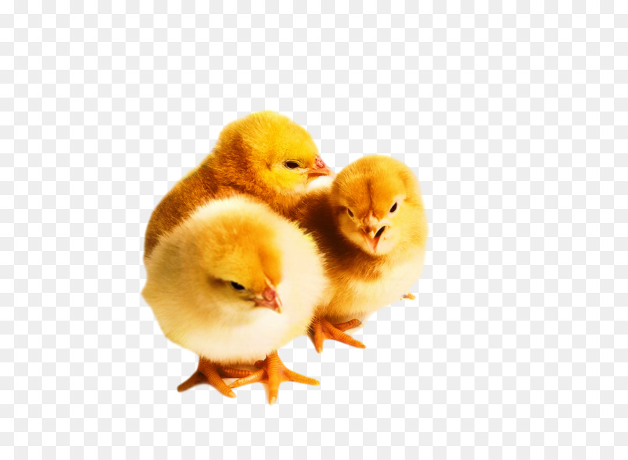 Poussins，Jaune PNG