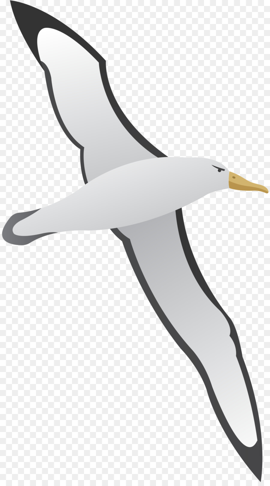 Les Mouettes，Les Fous De Bassan PNG